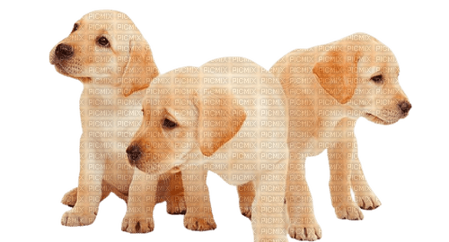 Dog - Labrador Retriever - 無料png