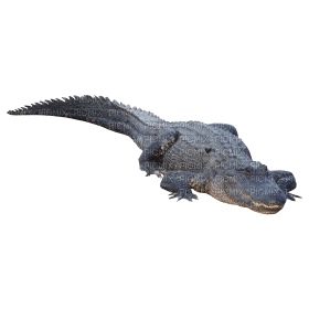 Kaz_Creations Crocodile Alligator - ingyenes png