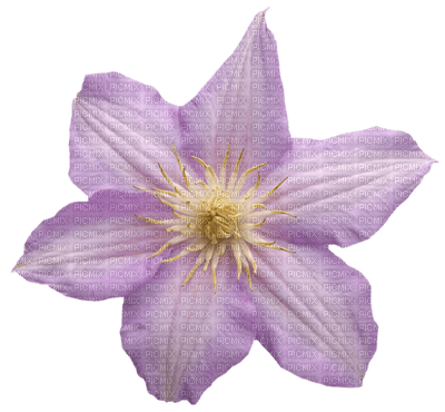 Kaz_Creations Deco Flower  Colours - ücretsiz png
