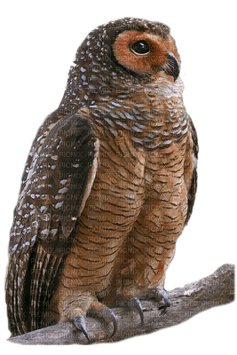 owl katrin - ücretsiz png