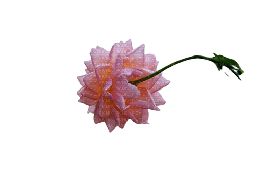 flower,rose - png gratuito
