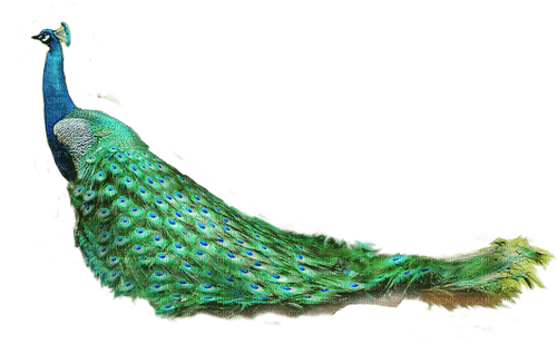 Peacock - png ฟรี