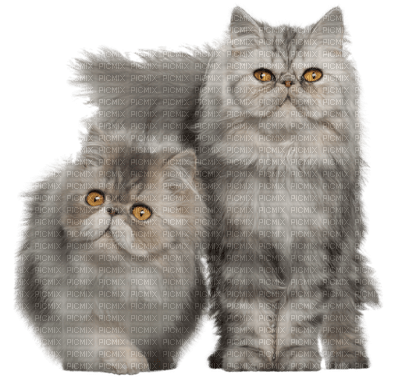 deux chats gris - png ฟรี