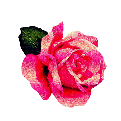pink rose glitter - GIF animate gratis