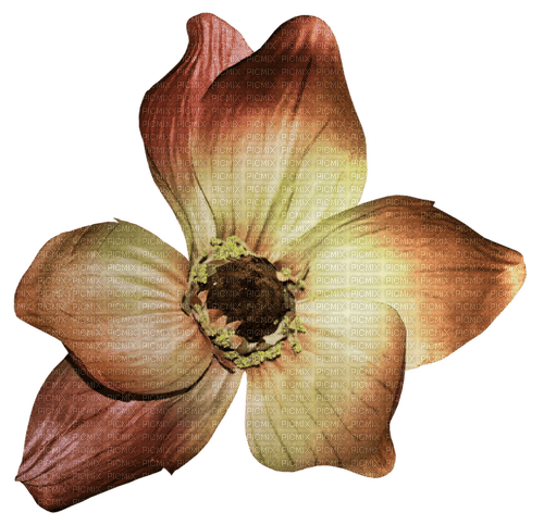 Fleur.Flower.Deco.brown.Victoriabea - darmowe png