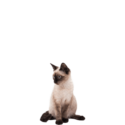 MMarcia gato siames chat cat - zdarma png