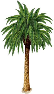 palmier - zadarmo png