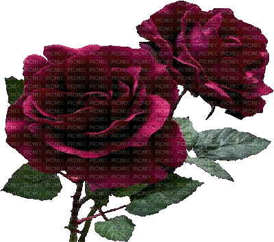rosas gif-l - GIF animé gratuit