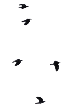 birds katrin - PNG gratuit