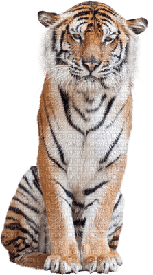 tiger katrin - darmowe png