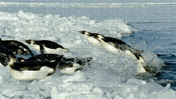 pingouin lol marrant - GIF animasi gratis