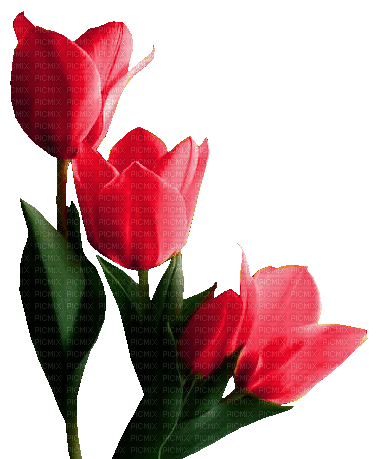 Blumen, Flowers, Tulpen - Gratis animerad GIF