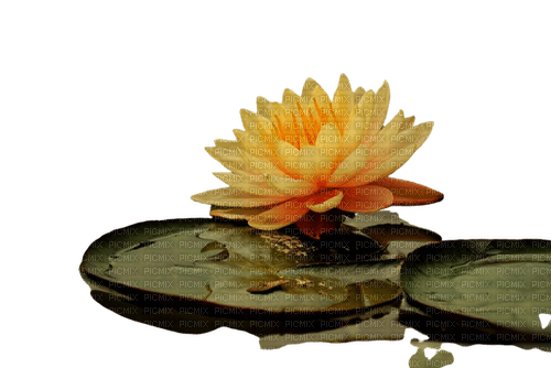 flower,lotus - ingyenes png