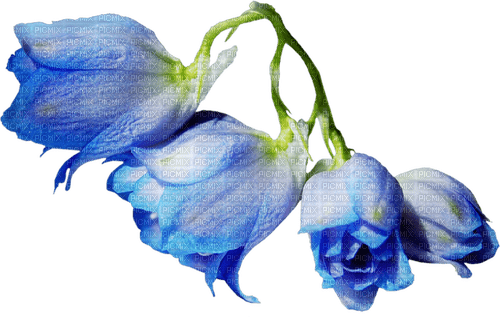 Fleurs.Roses.Blue.Flower.Victoriabea - 免费PNG