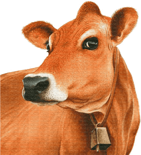 vache - PNG gratuit