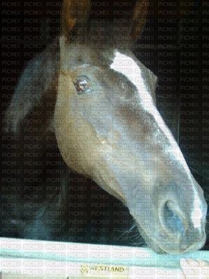 Mon cheval - nemokama png