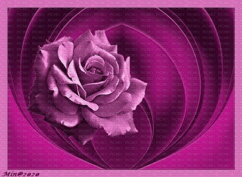 bg-.background--purple--lila rose - ingyenes png