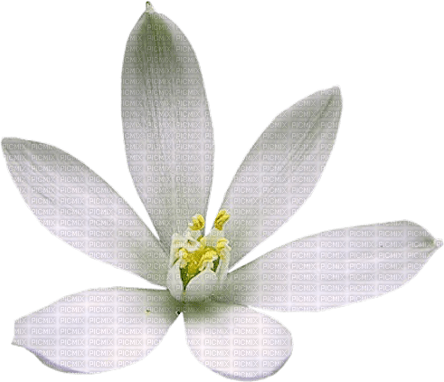 dolceluna white flower spring summer tropical - PNG gratuit