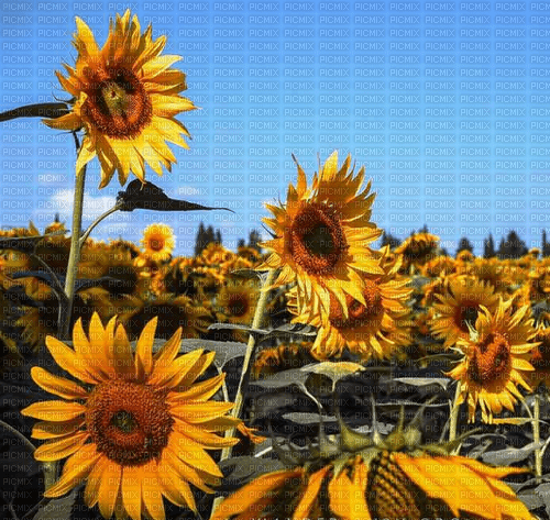 Sunflower Background - png gratis
