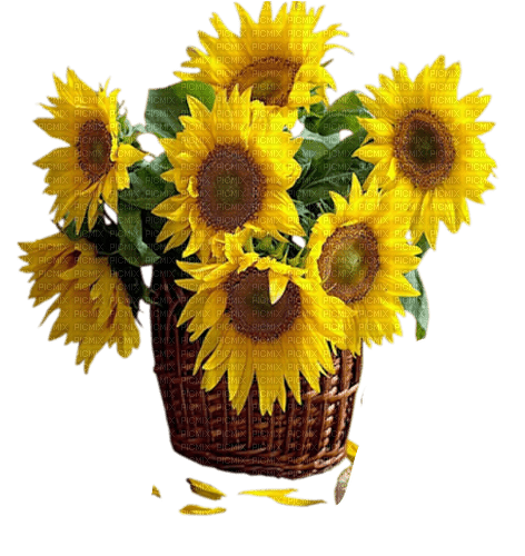 Sunflower - 免费PNG