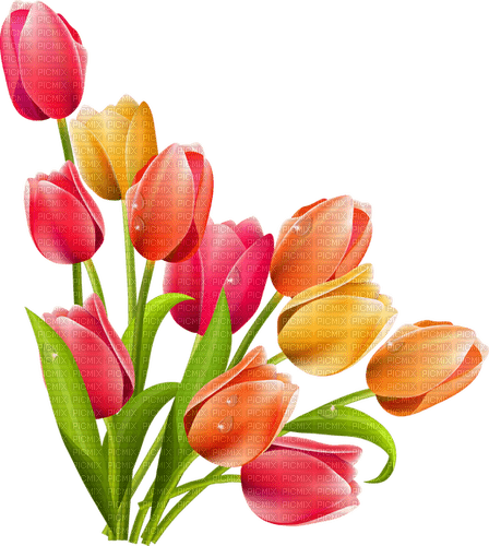 Bouquet of colored tulips - ücretsiz png