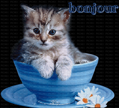 bonjour chaton matinal et adorable - GIF animé gratuit