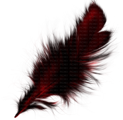 Feather - png gratuito