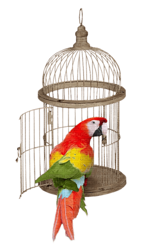 sm3 bird summer birds red wings png - PNG gratuit