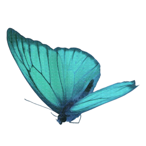 deco butterfly teal blue kikkapink - zdarma png