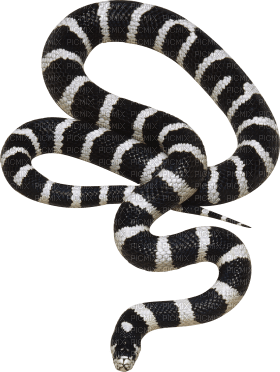 Kaz_Creations Snake - png grátis