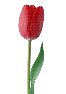 tulip - flower - gratis png