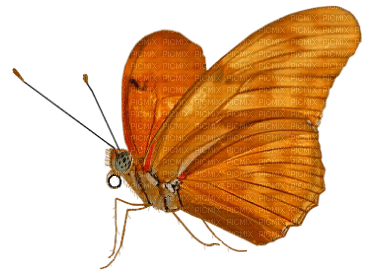 Autumn butterfly.Orange.Automne.Victoriabea - PNG gratuit