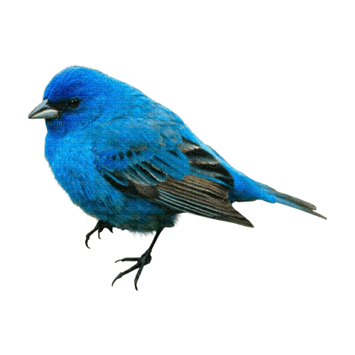 kikkapink deco scrap blue bird - безплатен png