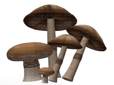 sieni, mushroom, sisustus, decor - PNG gratuit