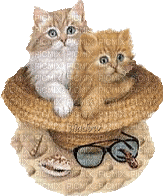 Cats in a Beach Hat - Бесплатный анимированный гифка