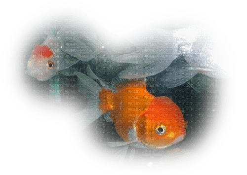 Poissons - Free PNG