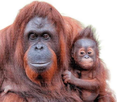 orangutan milla1959 - nemokama png