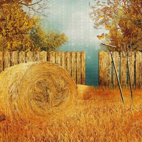 wheat field - zdarma png