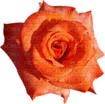 róża - besplatni png