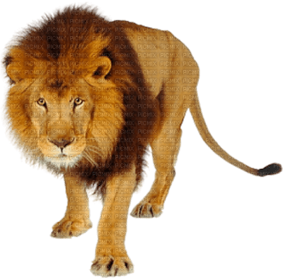 Kaz_Creations Animals Lion - bezmaksas png