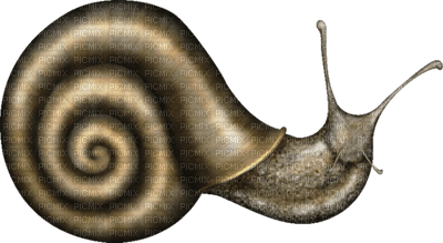 Kaz_Creations Snails Snail - bezmaksas png