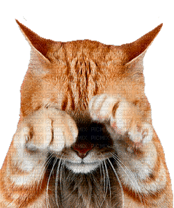 MMarcia gif cat gato chat - Безплатен анимиран GIF