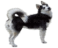 chien-dogzer - Безплатен анимиран GIF