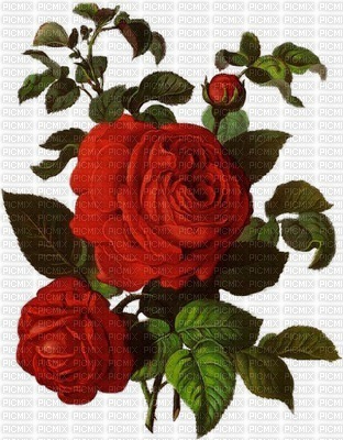 rózsa - darmowe png