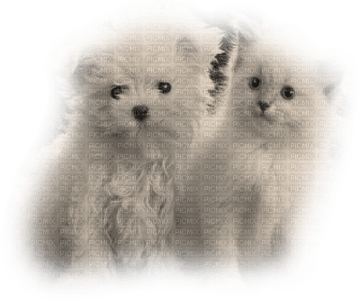 patymirabelle animaux - Free PNG
