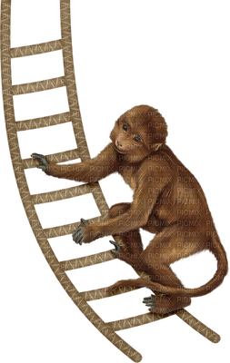 Kaz_Creations Animals Monkey - zdarma png