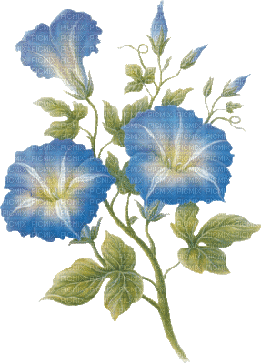 blue flower - Бесплатный анимированный гифка