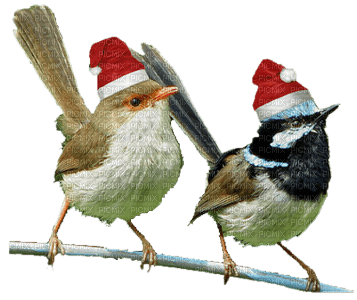 loly33 oiseaux hiver - png gratuito