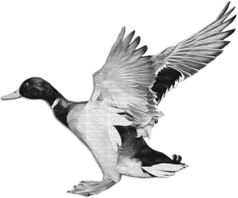 soave deco autumn bird duck vintage black white - PNG gratuit