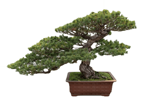 bonsai oriental tree sunshine3 - gratis png